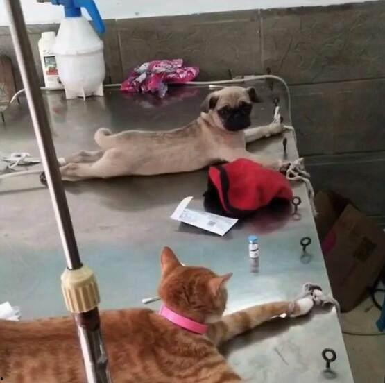巴哥赤犬爆料视频播放大全  第1张 巴哥赤犬爆料视频播放大全  第1张